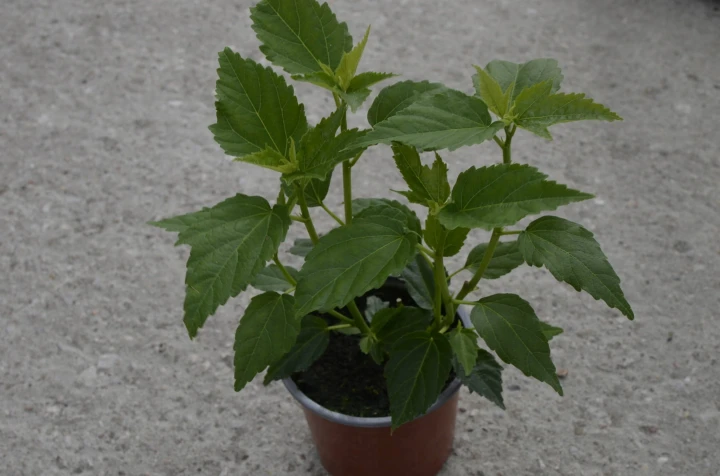 15dcf33dc54d2d405af7d0bcc5fd35bc