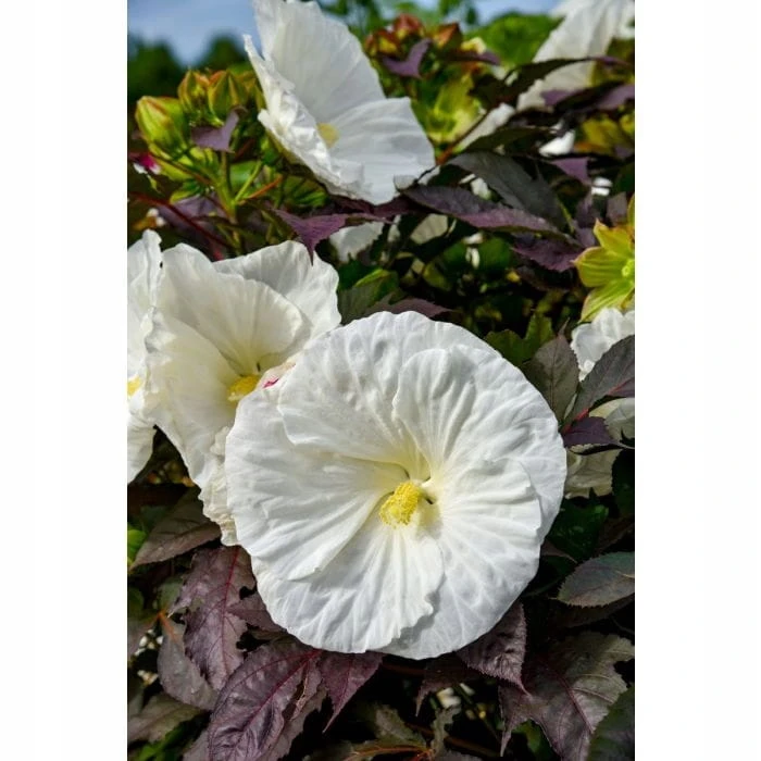 27d135f41a21e526e642812b9fa3bd18