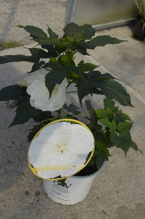 1c0616c49776d7a9b4febaf4c91fc23d