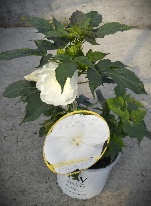 0b2b3638b871423713289441c54a481e