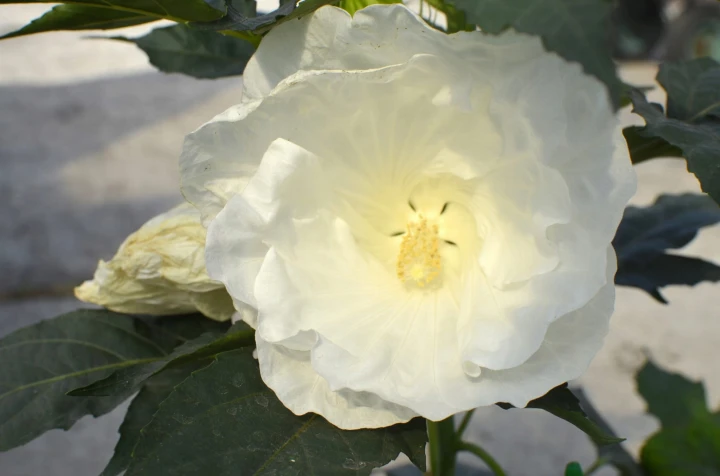 19197d21934c51f7f0f3cc2403c2f47c