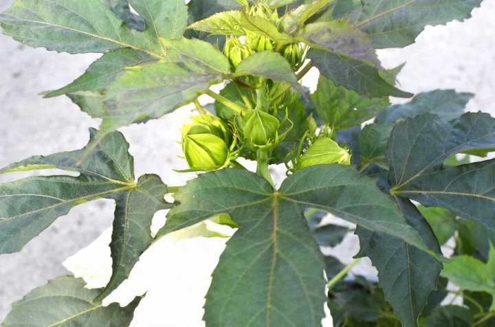 a05b3ed29c38723546c81ab4137b1f2e