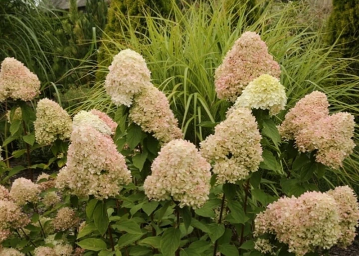 ebcc04918f71a535ff5ad831bc83ddbb