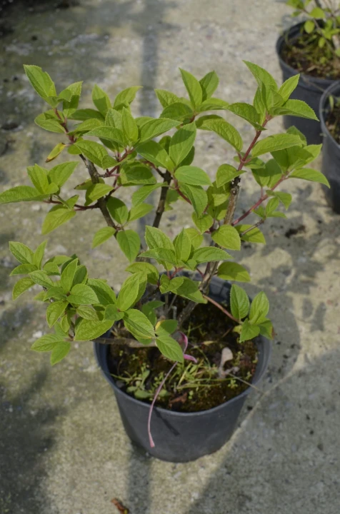 c8c521ad9f6a6ea5b2bfb22f4413e4e0