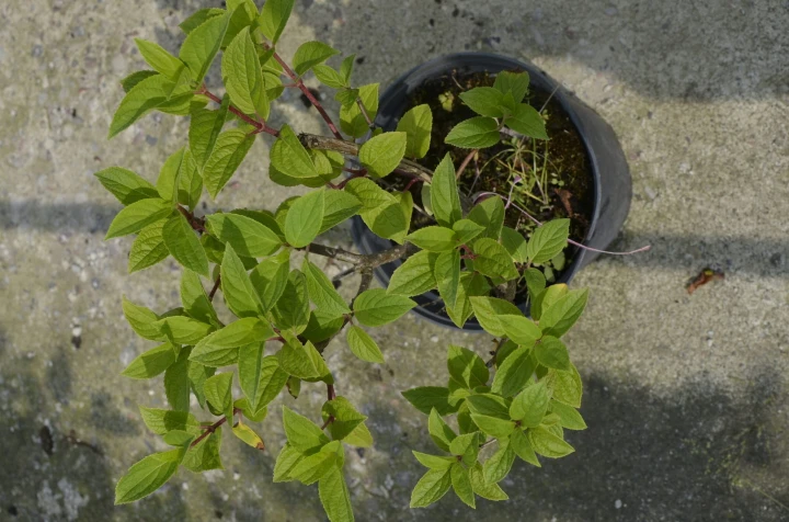 5ef5aad806fa2ab57d0cb740fde60a38