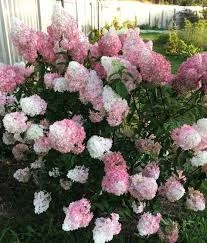 f640b323ad3e583ddfd9f0477642e6bf