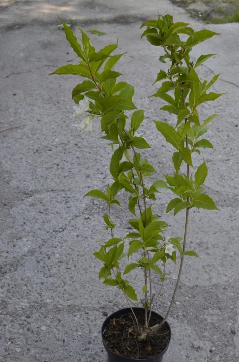 17b17064cf593006c557df4a0b9a89b6