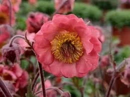 Kuklik chilijski PINK PETTYCOATS1