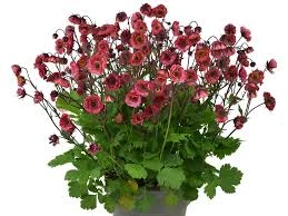 Kuklik chilijski PINK PETTYCOATS4