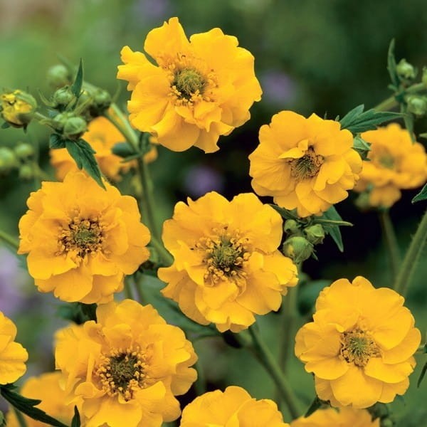 2605117a3ca25489bfaa297ee3ac0de0