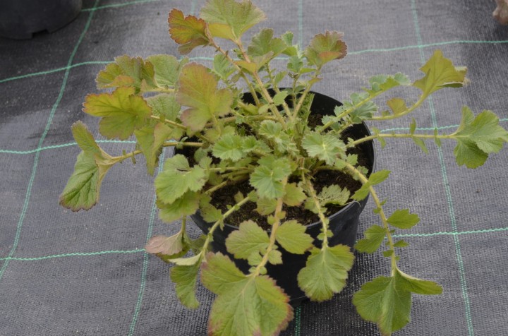 a31afa877be30dcc401e00957bf7c37b