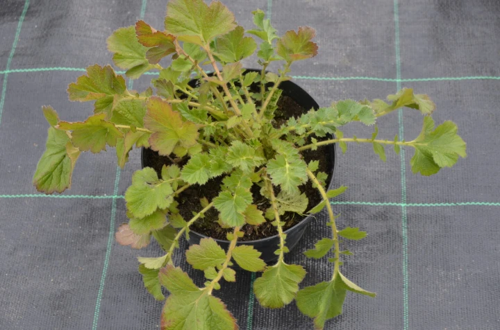 74d88c029e3cb4ffb199e95c9b73730e