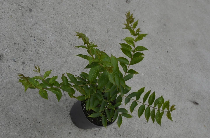 73323686dff360c5ada5710056faac12