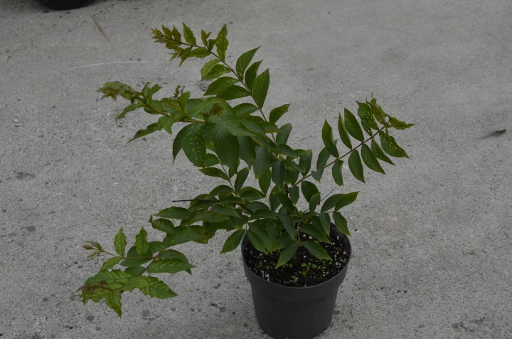 fbf2fcf75759ec681fab4cd5578a605e