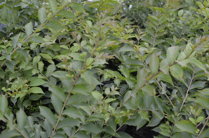 a40b9a3e8f2c5c8deb5eff0e9d443468