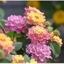 lantana Calippo tutti frutti