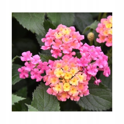 lantana Calippo tutti frutti