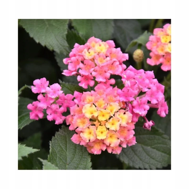 lantana Calippo tutti frutti