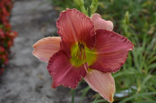 9ad7e68a92f27c62701cd359267dee21