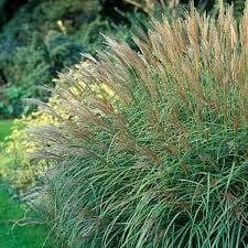 miskant chiński Adagio