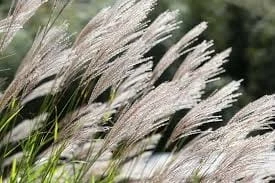 miskant chiński Adagio