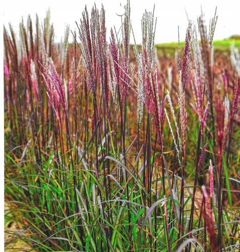 miskant chiński Buraczok