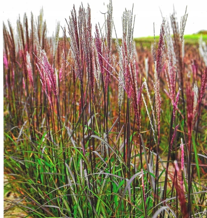 miskant chiński Buraczok