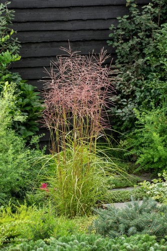 miskant chiński Dronning Ingrid