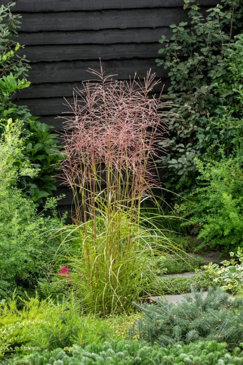 miskant chiński Dronning Ingrid