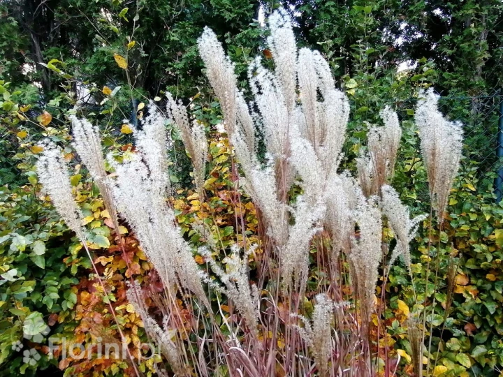 miskant chiński Dronning Ingrid