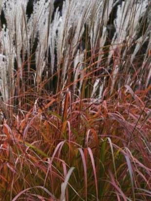 miskant chiński Dronning Ingrid