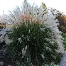 d0ae4bfbe7a40711dce60503ea7d598f