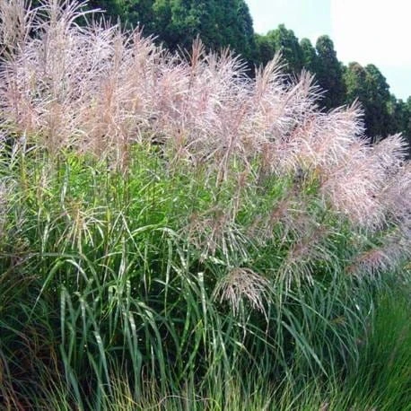 miskant - chiński -Nippon