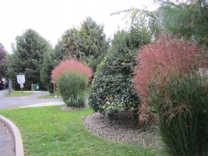 miskant - chiński -Nippon