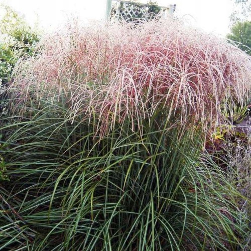 miskant - chiński -Nippon