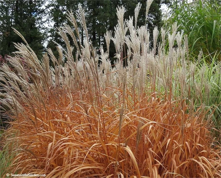 miskant-chinski-purpurascens