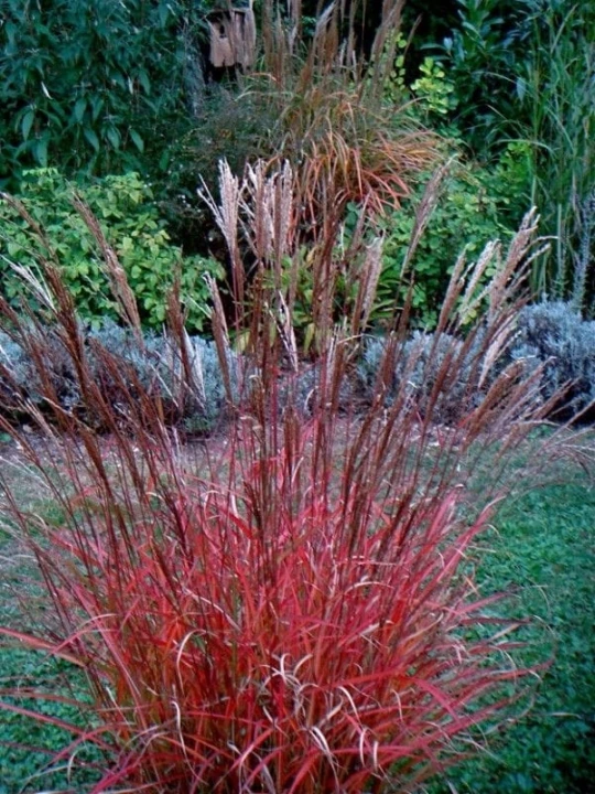 miskant-chinski-purpurascens