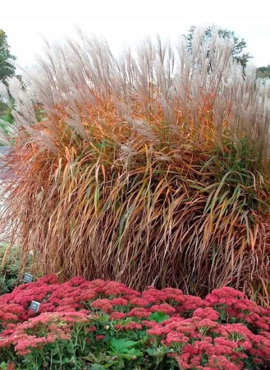 miskant-chinski-purpurascens