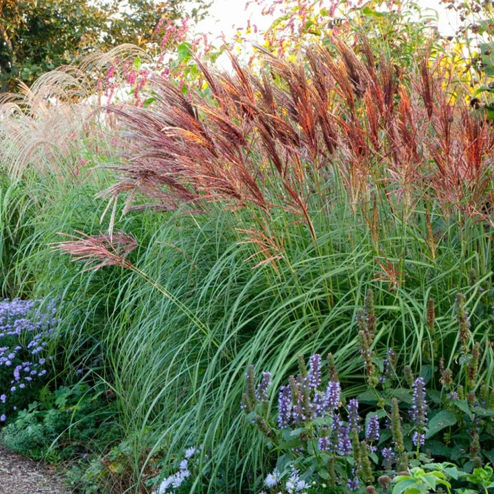 miskant chiński Red Chief