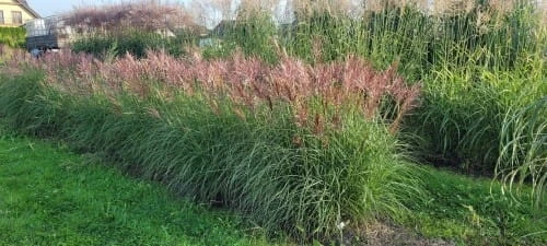 miskant chiński Red Chief