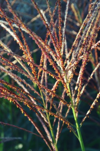 c492b20254c6fcf83065dd4d74af7b37