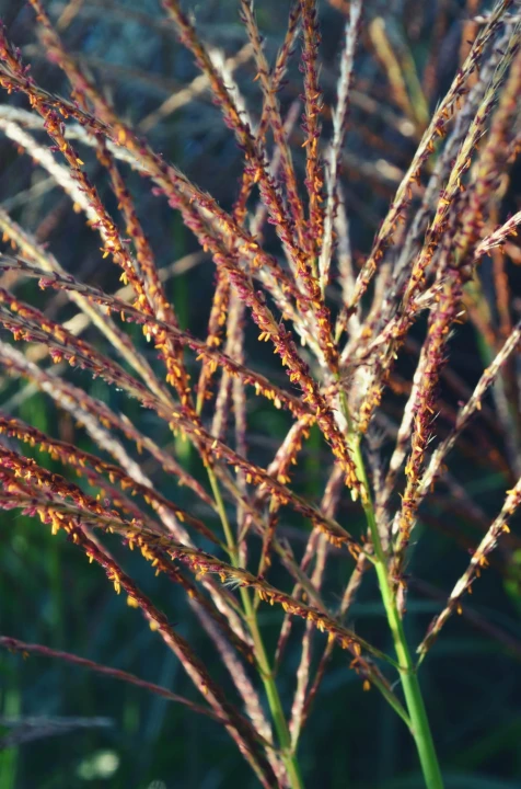 c492b20254c6fcf83065dd4d74af7b37