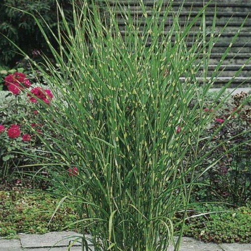 218dc86b18c0a5d131e5ceac9789be93