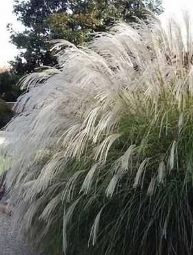 miskant chiński Vanilla Sky