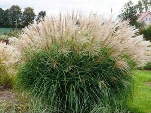 miskant chiński Vanilla Sky