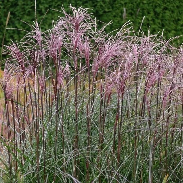 miskant chiński Versammlung