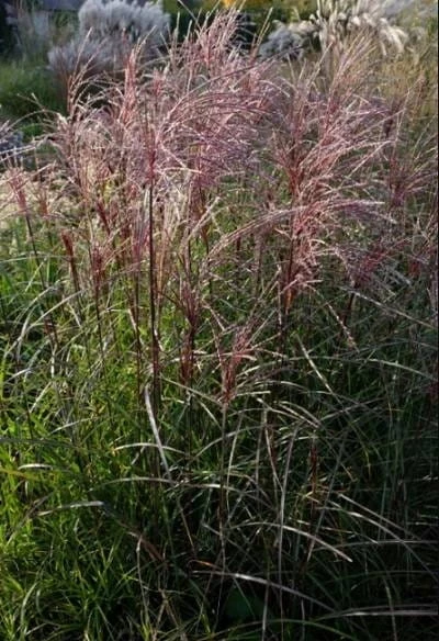 miskant chiński Versammlung