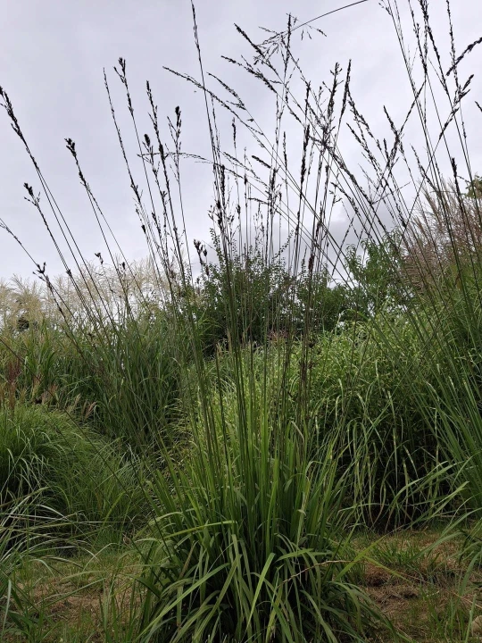 molinia Black Arrows