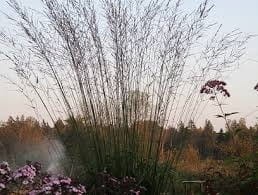 molinia Black Arrows